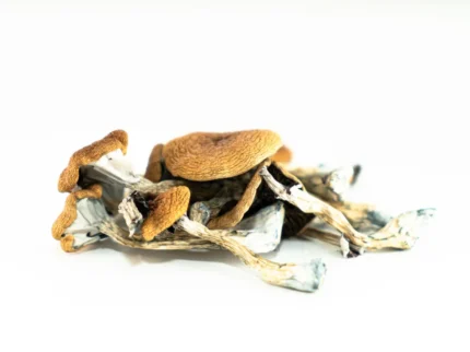 Brazilian Magic Mushroom