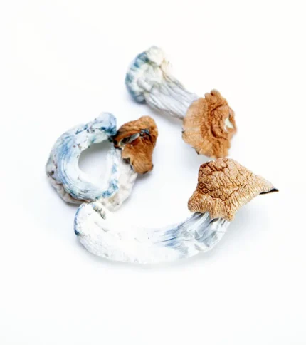 Huautla Magic Mushrooms Australia