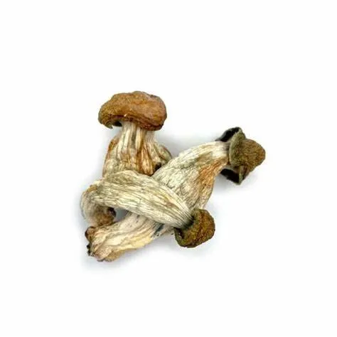 Melmac-Penis-Envy-Magic-Mushroom